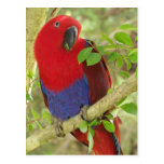 Aria Grand Eclectus Parrot Postcard