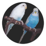 Ariel Oscar budgie stickers