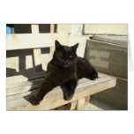 aristocat cards