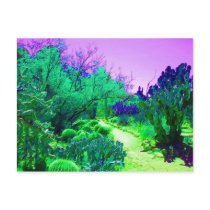 Arizona Cactus Path Post Card