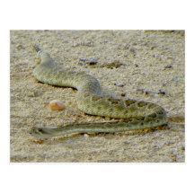 Arizona Desert Mojave Rattlesnake Post Card
