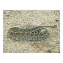Arizona Desert Mojave Rattlesnake Postcard