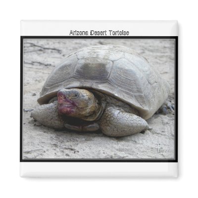 Arizona Desert Tortoise Refrigerator Magnet by Congress_Arizona