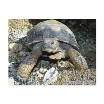 Arizona Desert Tortoise Postcard by Congress_Arizona