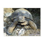 Arizona Desert Tortoise postcards