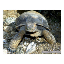 Arizona Desert Tortoise Postcard