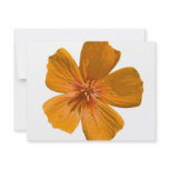 Arizona Poppy after rain invitations