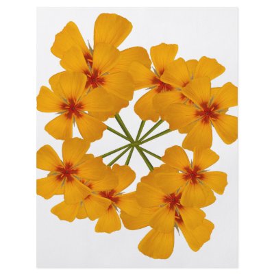 Arizona Poppy double bouquet by Harpalus22