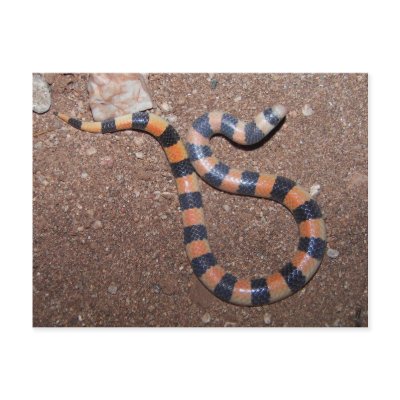 Arizona Variable Sandsnake Post Card by Congress_Arizona