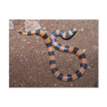 Arizona Variable Sandsnake postcards