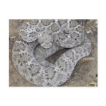 Arizona Western Diamondback Rattlesnake Post Card