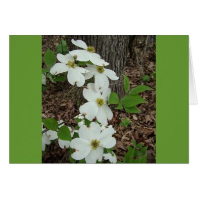 ARKANSAS DOGWOOD GREETING CARD by MAPASUE