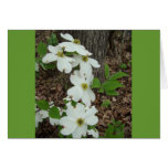 ARKANSAS DOGWOOD CARDS