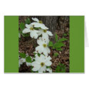 ARKANSAS DOGWOOD cards