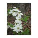 ARKANSAS DOGWOOD POSTCARDS