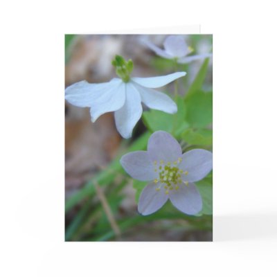 ARKANSAS SPRING GREETING CARD by MAPASUE
