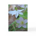 ARKANSAS SPRING cards