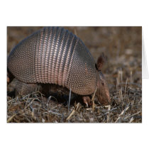 Armadillo Card