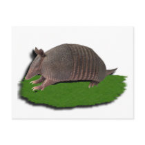 Armadillo grass postcard