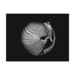 Armadillo