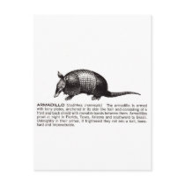 armadillo postcard