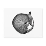 Armadillo
