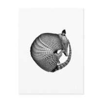 Armadillo