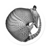 Armadillo