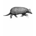 Armadillo t-shirts