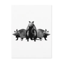 Armadillos
