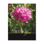 Armeria Maritima (Sea Pinks) Floral Thank You Postcards