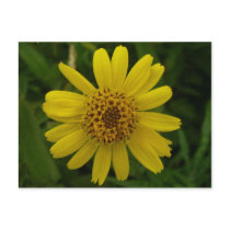 Arnica Blossom, Unalaska Island Post Card