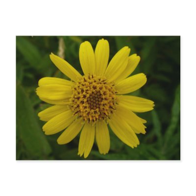 Arnica Blossom, Unalaska Island Post Card by mistlebee