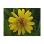 Arnica Blossom, Unalaska Island postcards