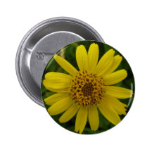 Arnica chamissonis pin