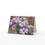 Aromatic Aster 1 Cards