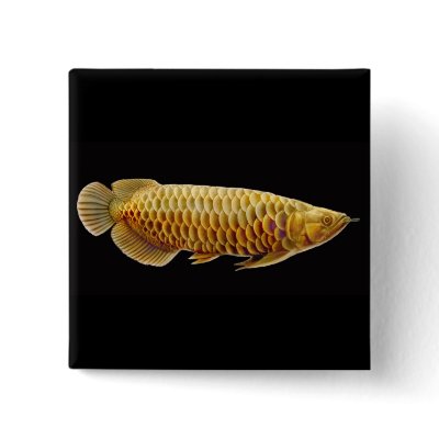 Arowana Dragon Fish Button by twopurringcats
