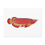 arowana postcard