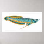 arowana poster