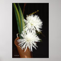 Arrangement posters