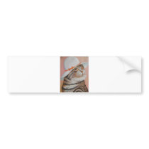 arrogant cat bumper sticker