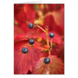 arrowwood viburnum in fall card