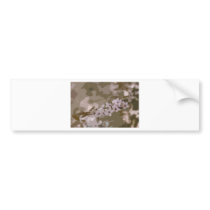 art blossom bumper sticker