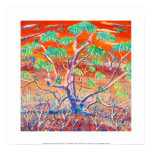 Art Print: Banrock Station Sunset Mallee Tree posters