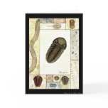 Art Print Greeting Card - Trilobita