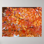 Art Prints Nature Glowing Autumn Leaves Tree