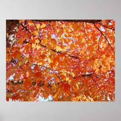 Art Prints Nature Glowing Autumn Leaves Tree by Basleeartprintgifts