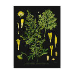 Artemesia Absinthium Postcards