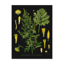 Artemesia Absinthium Postcards