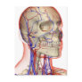 Arteries and veins in the head and neck post card